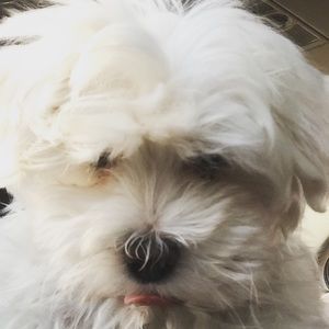 Meet your Posher, Brisa